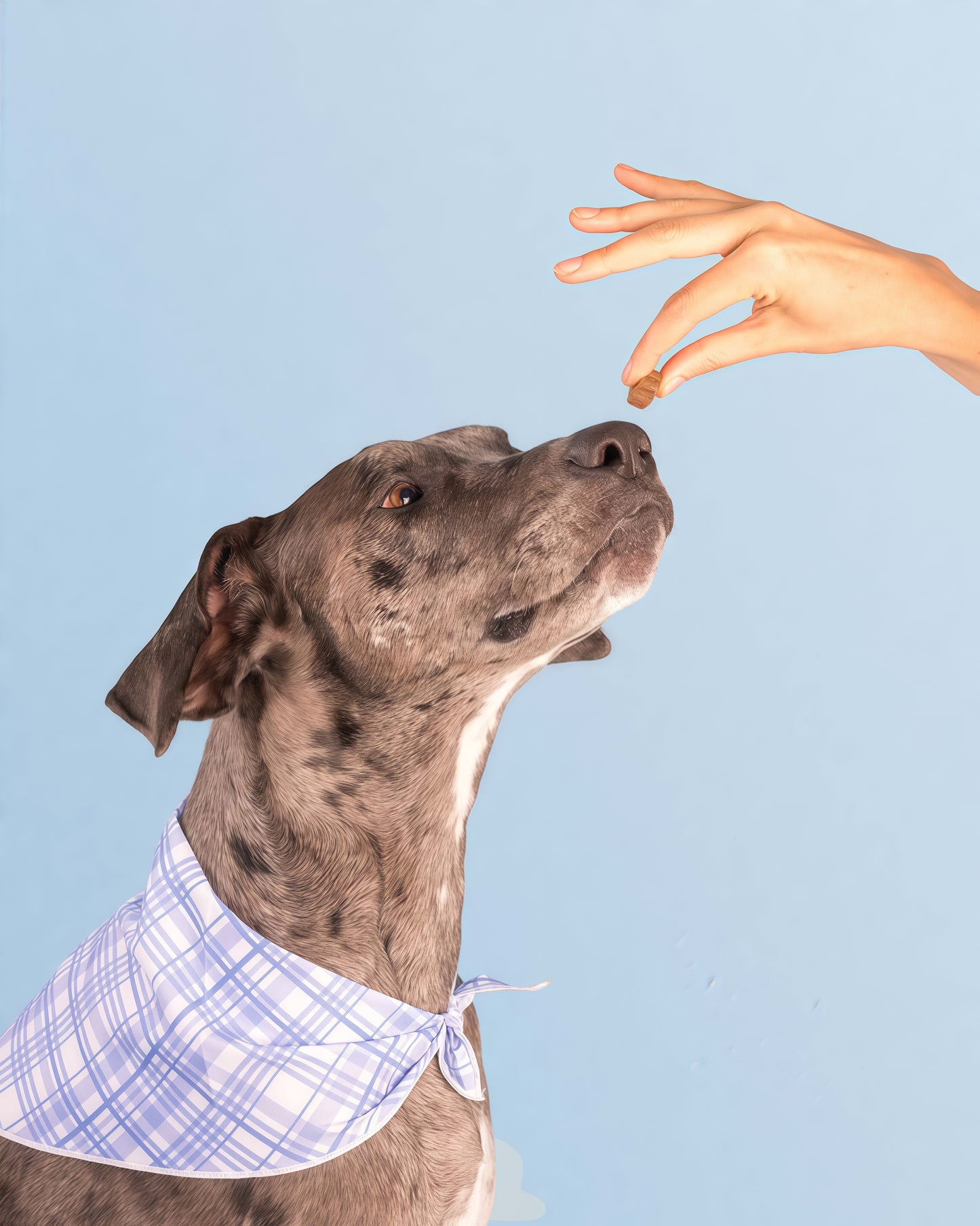 DM-01 Daily Multivitamin, Multivitamin Itch Relief Chews for Dog, with Folic Acid, Salmon Oil, Chondroitin & Natural Vitamins, Skin and Coat Healthy, Digestive & Boost Immunity, 60 Chew (Beef,Chicken))